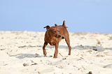 PINSCHER NAIN 053